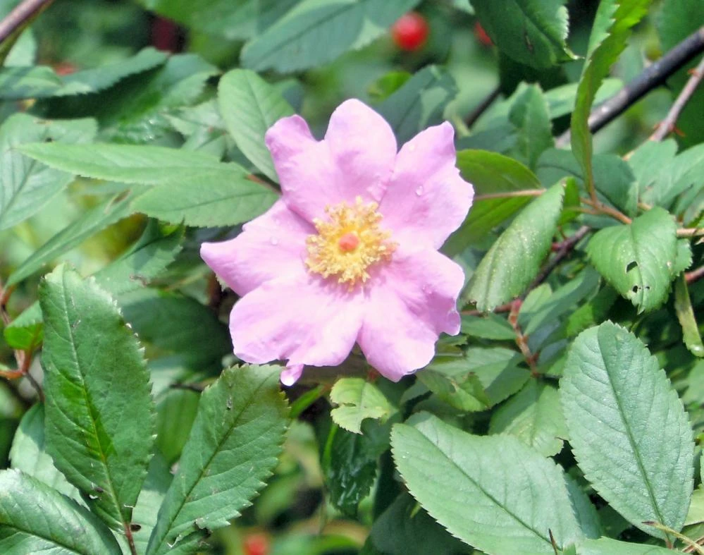 Rosa palustris Swamp Rose Seeds - 15 Count Perennial Flower Seeds - Image 1