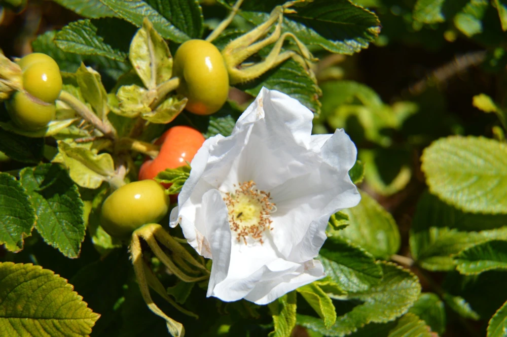 Rosa Rugosa Alba Seeds - White Japanese Rose Seeds (15 Count) - Outdoor, White Flowers - Image 1