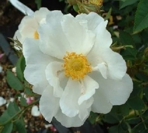 Rosa rugosa 'Henry Hudson' Seeds – 10 Pack – Hardy Shrub Rose Seeds – Outdoor - Image 1