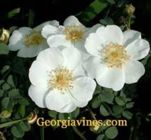 Rosa rugosa White Saltspray Seeds – 20 Seeds – Fragrant Rose - Image 1