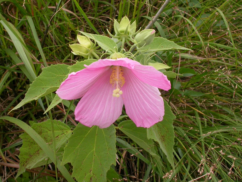 Rose Mallow Seeds (Hibiscus palustris) - 10 Perennial Flower Seeds - Image 1