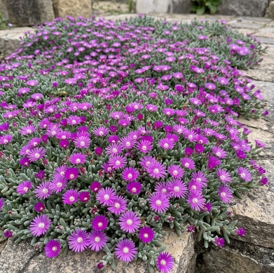 Rosea Ice Plant Live Succulent - Purple Flowers Ground Cover, 2 Inch Pot - Image 1