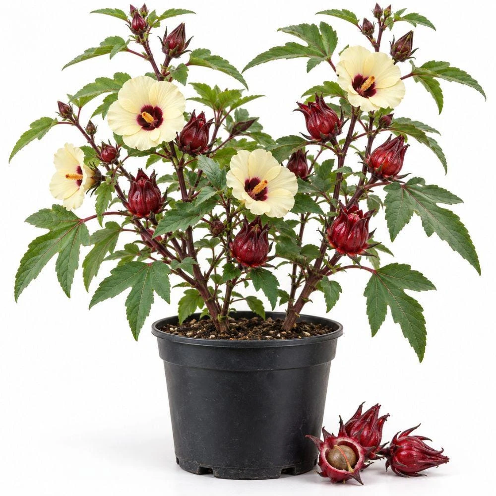 Roselle Live Plant Edible Hibiscus, 2 Plants per Pot, 4 Inch Tall, Outdoor - Image 1