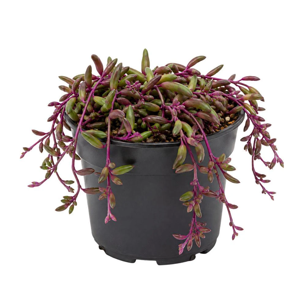 Ruby Necklace Live Plant – Trailing Succulent Houseplant – 2 Inch Pot – Indoor Hanging Plant - Image 1