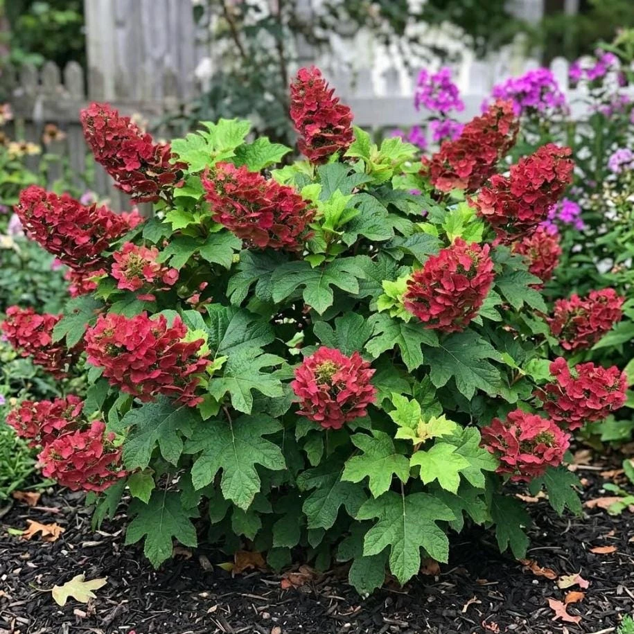 Ruby Oakleaf Hydrangea Live Plant – Dwarf Shrub – 6-12 inches tall – 4 inch Pot - Image 1