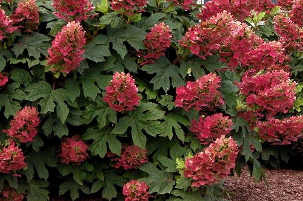 Ruby Slipper Oakleaf Hydrangea Live Plant 6-10" Tall Qt Pot Outdoor Shrub - Image 1
