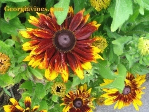 Rudbeckia Hirta Becky Seeds - 200 Count Black-Eyed Susan Flower Seeds Outdoor - Image 1