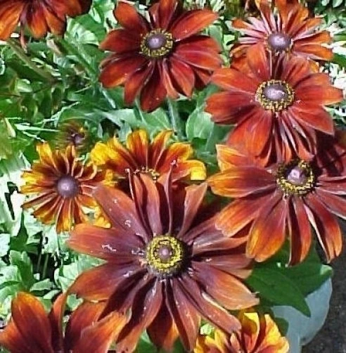 Rudbeckia hirta Chocolate Orange Seeds - 30 Count Perennial Flower Seeds - Image 1