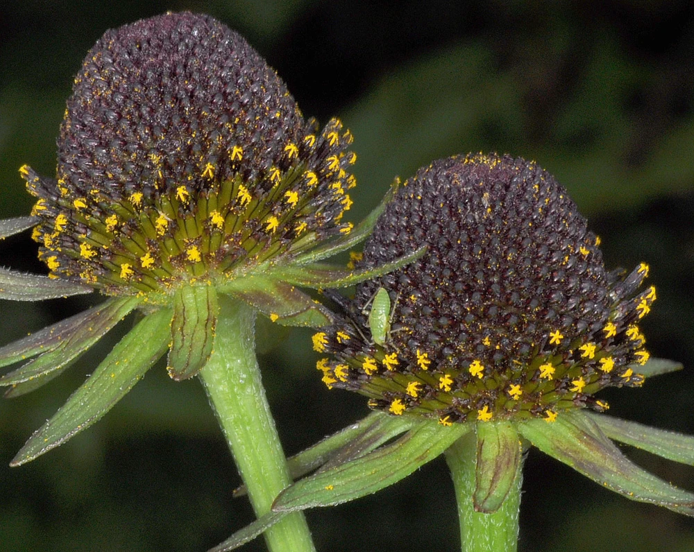 Rudbeckia occidentalis Western Coneflower Seeds - 15 Seed Pack - Image 2