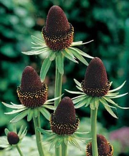 Rudbeckia occidentalis Western Coneflower Seeds - 15 Seed Pack - Image 1