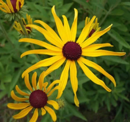 Rudbeckia subtomentosa Sweet Black-eyed Susan Seeds - 25 Seed Pack - Perennial Flower Seeds - Image 1
