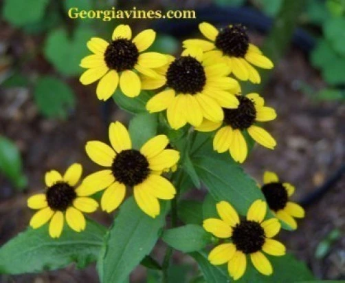 Rudbeckia Triloba Brown Eyed Susan Seeds - Perennial Flower Seeds - 30 Count Pack - Image 1
