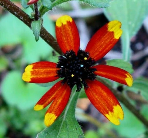 Rudbeckia triloba Red Sport Seeds - 20 Black-Eyed Susan Perennial Seeds - Image 1