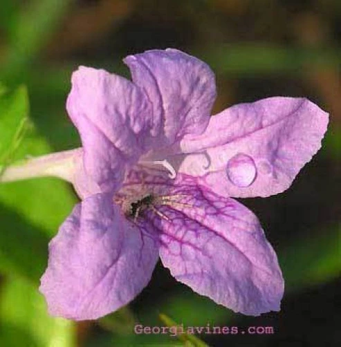 Ruellia strepens Seeds - Limestone Wild Petunia - 15 Seeds Perennial - Image 1
