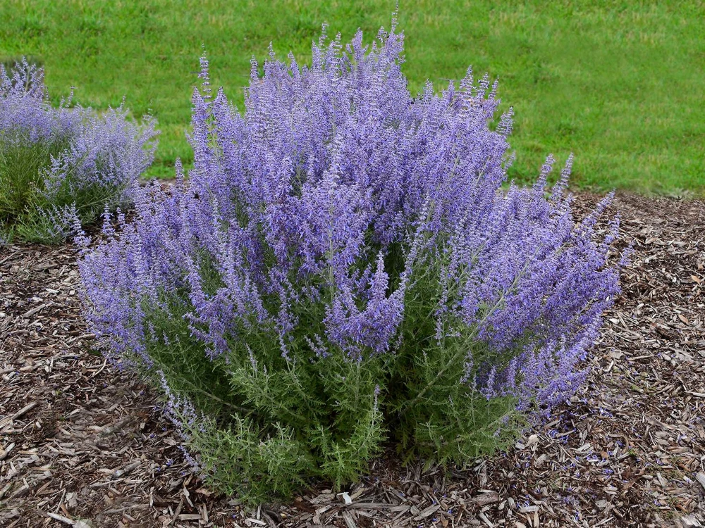Russian Sage Live Plant – Perovskia Atriplicifolia – 1 Gallon Pot – Outdoor - Image 1