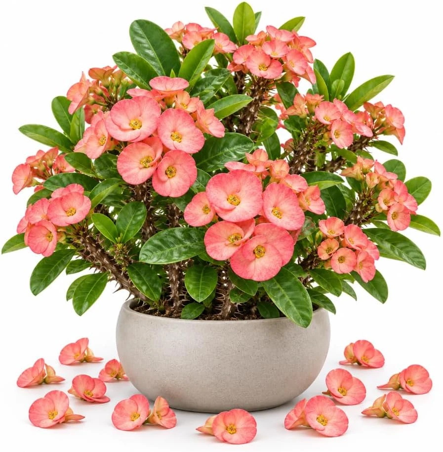 Salmon Pink Crown of Thorns Live Plant - Euphorbia Milii Succulent, 4-6 Inches Tall - Image 1