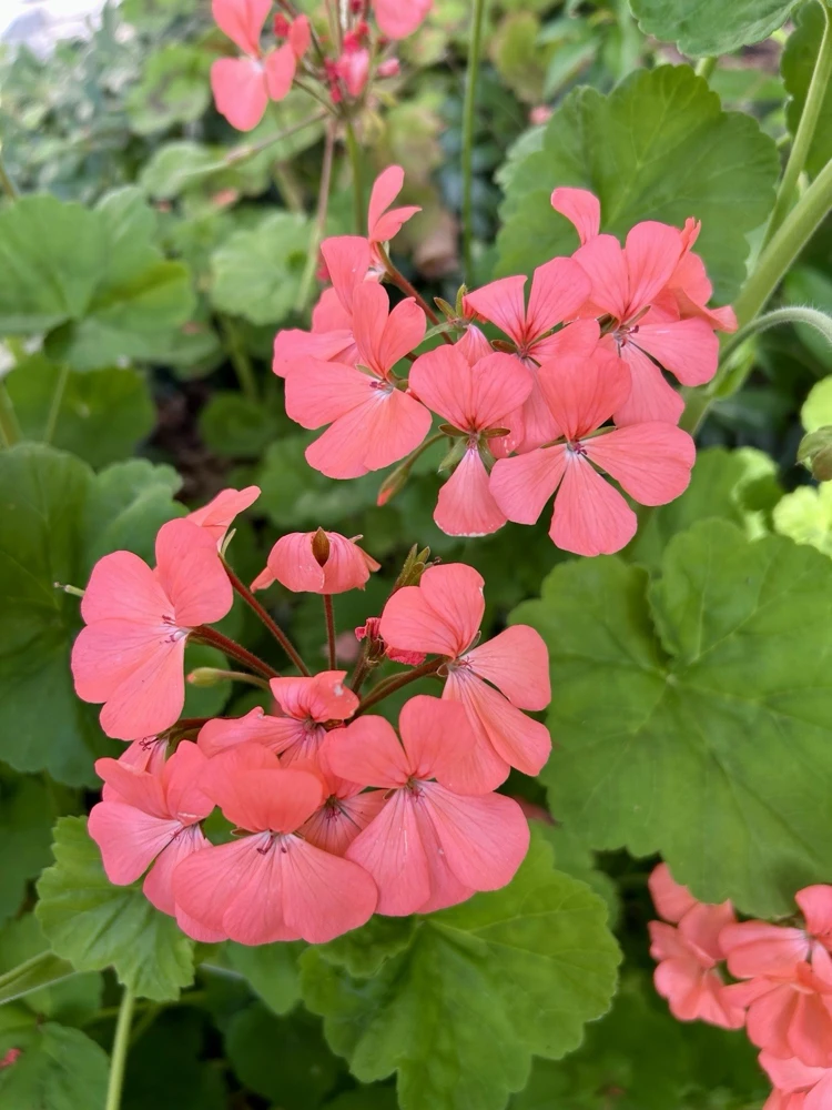 Salmon-Pink Geranium Pelargonium - 6 Unrooted Cuttings - Outdoor Flower - Image 1