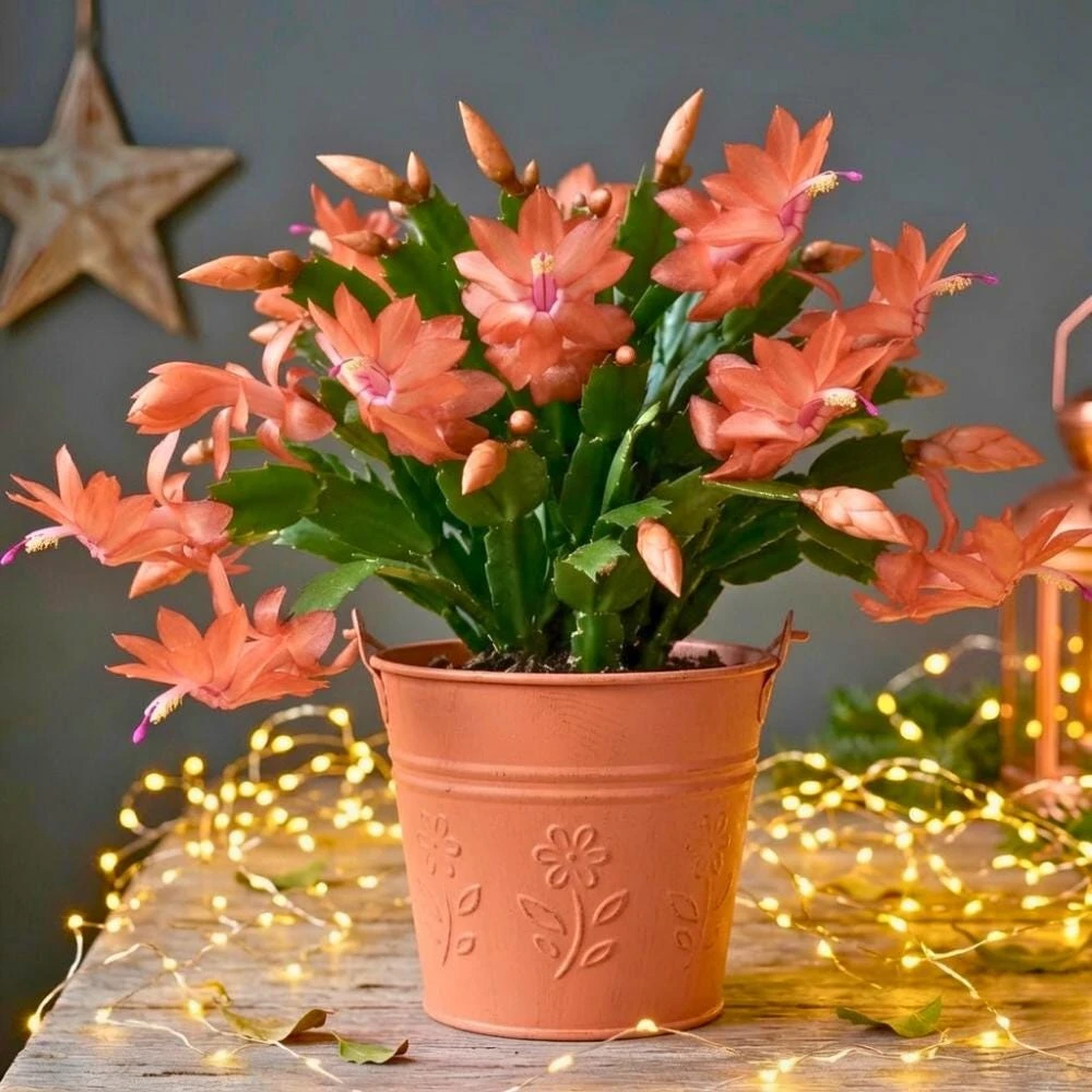 Salmon Thanksgiving Cactus Live Plant – 5-9 Inches Tall – Bare Root – Winter Blooming Indoor Holiday Plant - Image 2