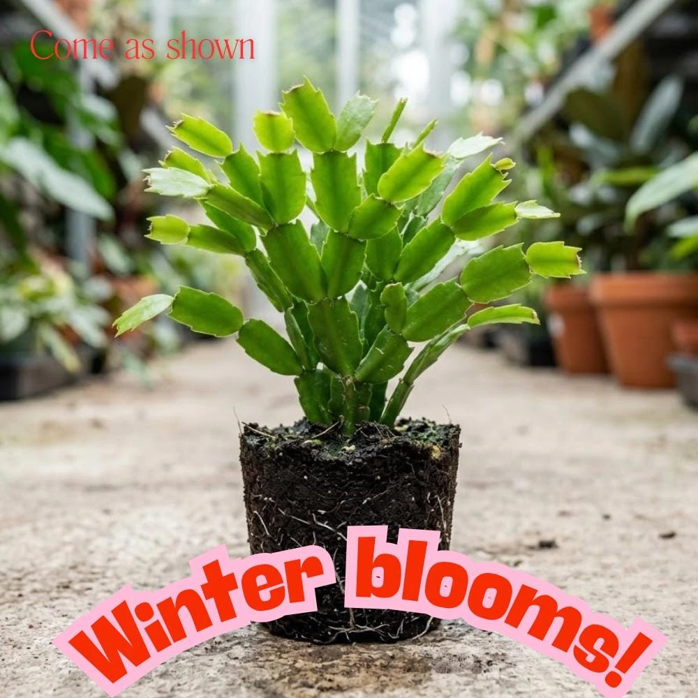 Salmon Thanksgiving Cactus Live Plant – 5-9 Inches Tall – Bare Root – Winter Blooming Indoor Holiday Plant - Image 4