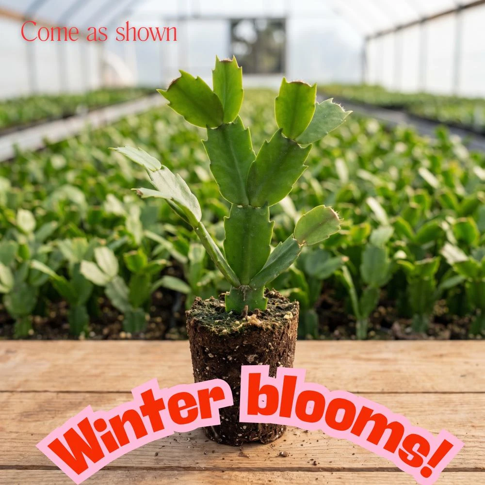 Salmon Thanksgiving Cactus Live Plant – 5-9 Inches Tall – Bare Root – Winter Blooming Indoor Holiday Plant - Image 8