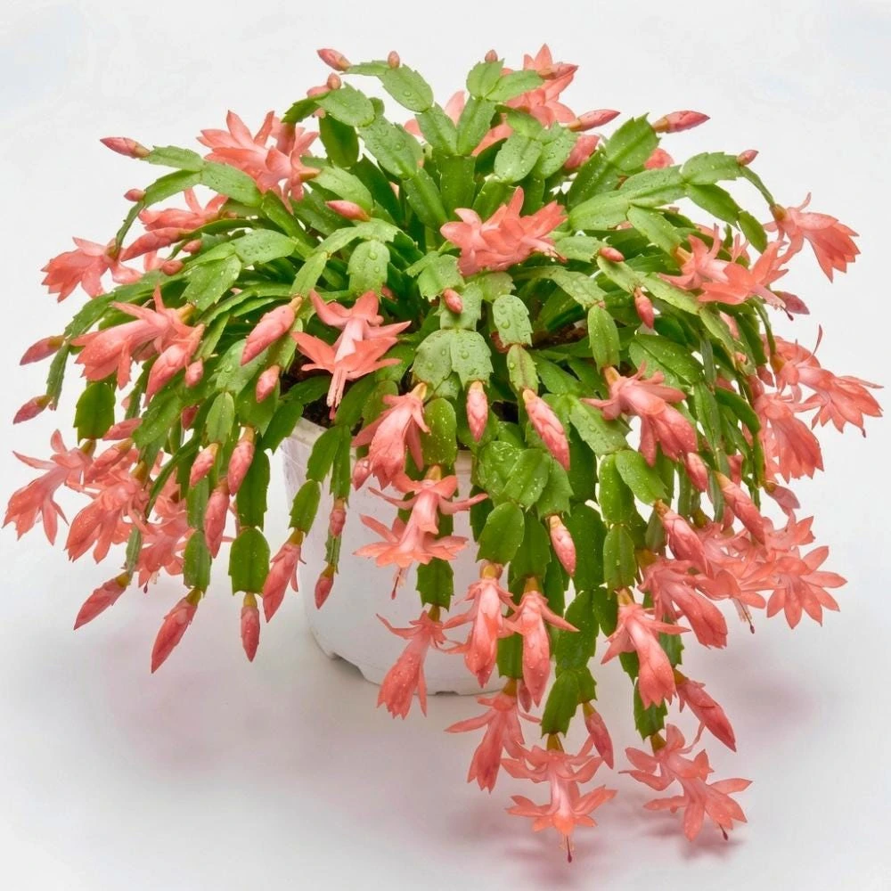 Salmon Thanksgiving Cactus Live Plant – 5-9 Inches Tall – Bare Root – Winter Blooming Indoor Holiday Plant - Image 1