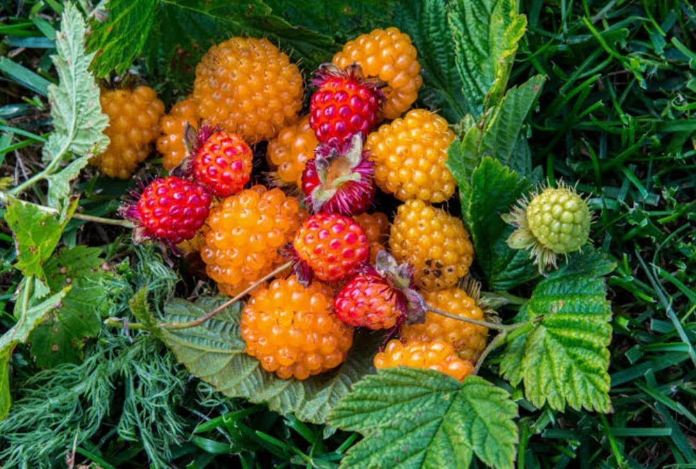Salmonberry Live Plant - Rubus spectabilis - Deciduous Native Berry Shrub - Edible Orange to Red Berries - Image 1
