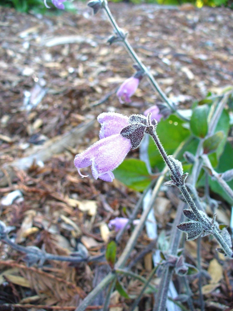 Salvia hians Sage Seeds โ 10 Seeds โ Perennial Flower - Image 2