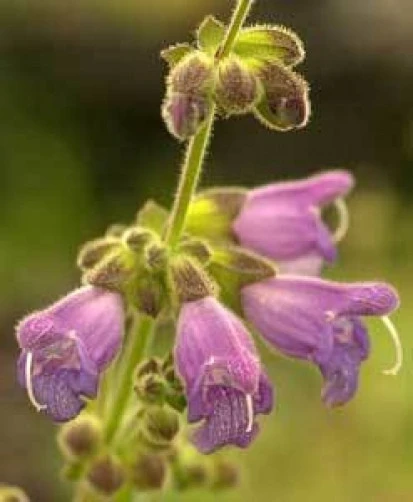 Salvia hians Sage Seeds – 10 Seeds – Perennial Flower - Image 1