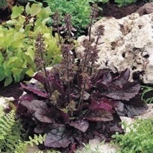 Salvia lyrata Purple Knockout Seeds - Lyre-Leaf Sage Perennial - 8 Seed Pack - Image 2