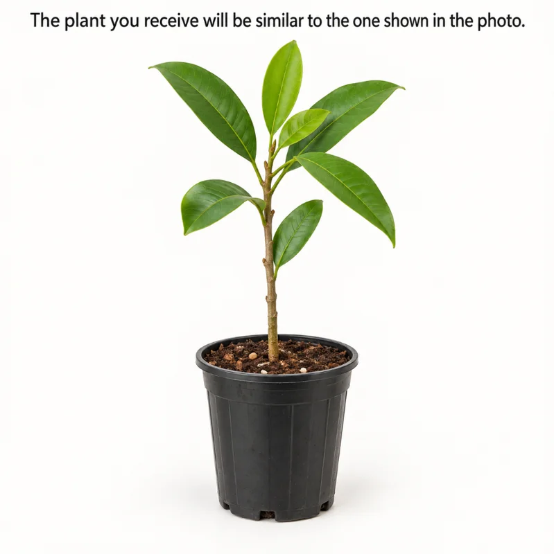 Sapodilla Plant Live in a 4 Inch Pot, Sapodilla Fruit Tree for Home Garden Planting - Image 2
