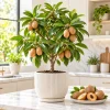 Sapodilla Plant Live in a 4 Inch Pot, Sapodilla Fruit Tree for Home Garden Planting - Image 1