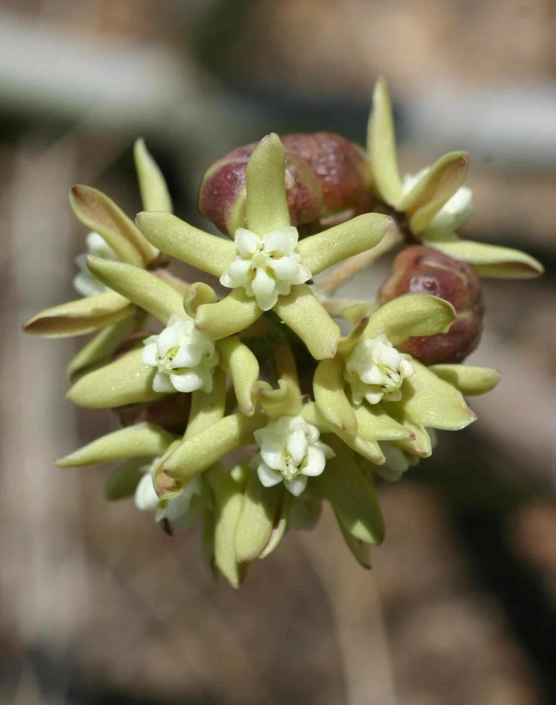 Sarcostemma Viminale Rapunzel White Milkweed Seeds - 8 Seeds Perennial - Image 1