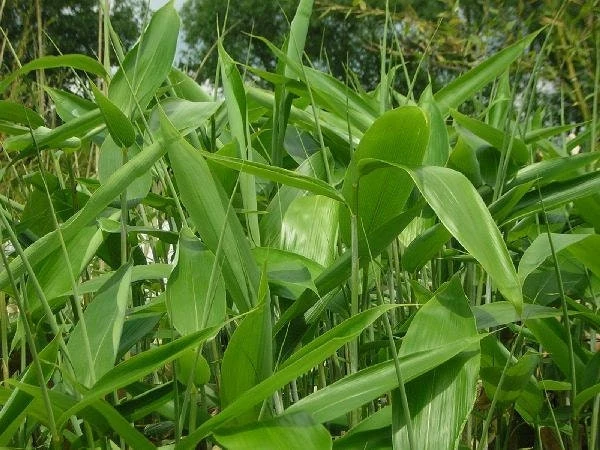 Sasa Palmata Nebulosa Live Bamboo Plant โ Tropical Foliage, 1 Gallon Pot, 1-2 ft Tall, USDA Zone 7b-10 - Image 2