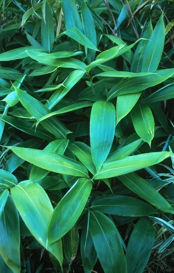 Sasa Palmata Nebulosa Live Bamboo Plant โ Tropical Foliage, 1 Gallon Pot, 1-2 ft Tall, USDA Zone 7b-10 - Image 3