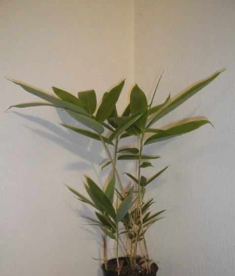 Sasa Palmata Nebulosa Live Bamboo Plant โ Tropical Foliage, 1 Gallon Pot, 1-2 ft Tall, USDA Zone 7b-10 - Image 4