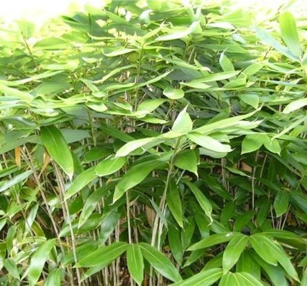 Sasa Palmata Nebulosa Live Bamboo Plant – Tropical Foliage, 1 Gallon Pot, 1-2 ft Tall, USDA Zone 7b-10 - Image 1