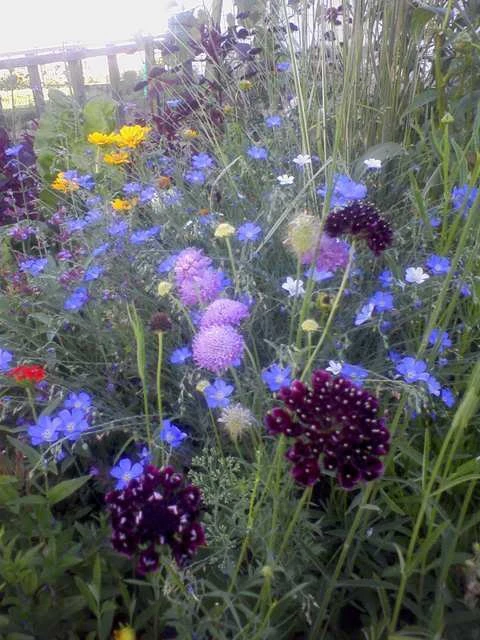 Scabiosa atropurpurea Purple Pincushion Flower Seeds - 10 Count - Image 2