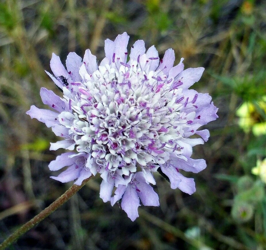 Scabiosa atropurpurea Purple Pincushion Flower Seeds - 10 Count - Image 1