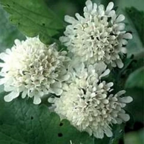 Scabiosa atropurpurea Snowmaiden Seeds - 10 Count Perennial Flower - Image 1