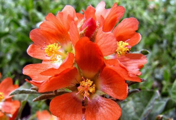 Scarlet Globemallow Seeds – Sphaeralcea coccinea – 7 Seed Pack – Perennial - Image 1