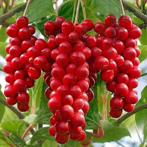 Schisandra chinensis Seeds - Magnolia Vine Seeds 10 Count Perennial Outdoor - Image 2
