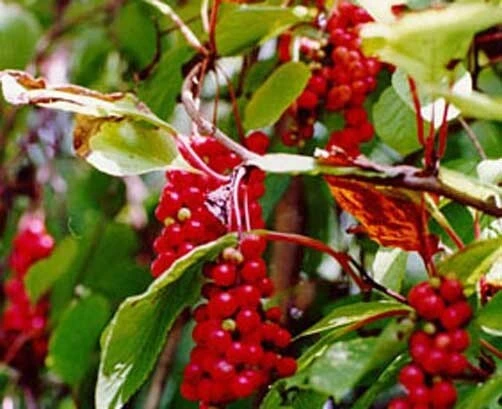 Schisandra chinensis Seeds - Magnolia Vine Seeds 10 Count Perennial Outdoor - Image 3