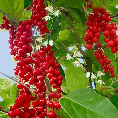 Schisandra chinensis Seeds - Magnolia Vine Seeds 10 Count Perennial Outdoor - Image 1