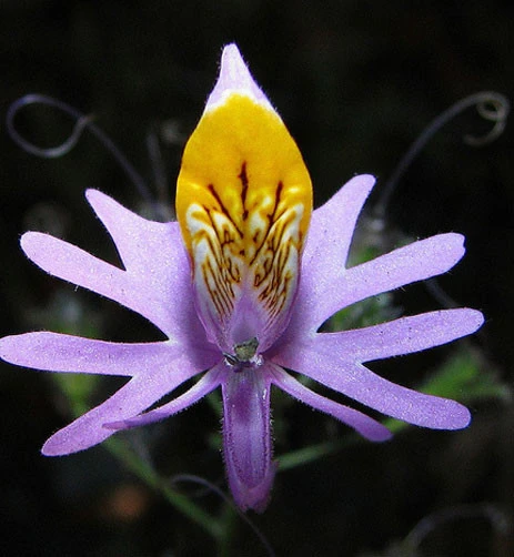 Schizanthus hookerii Mariposita Cordillerana Seeds - 10 Seeds for Garden - Image 1