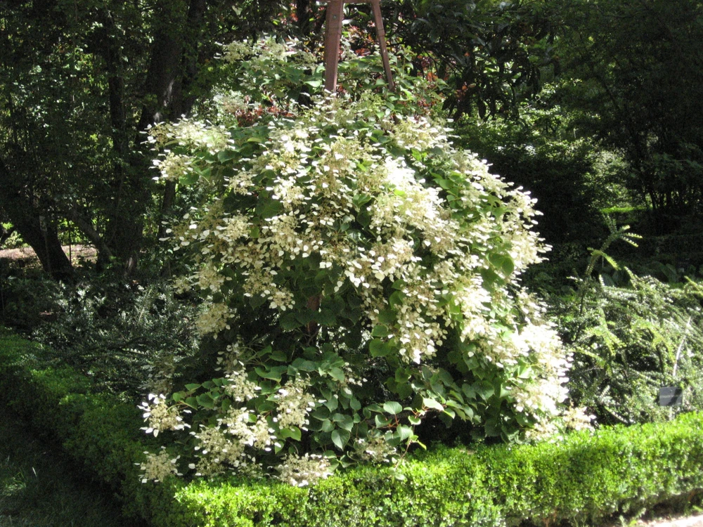 Schizophragma hydrangeoides Japanese Hydrangea Vine Seeds - 25 Pack - Image 1