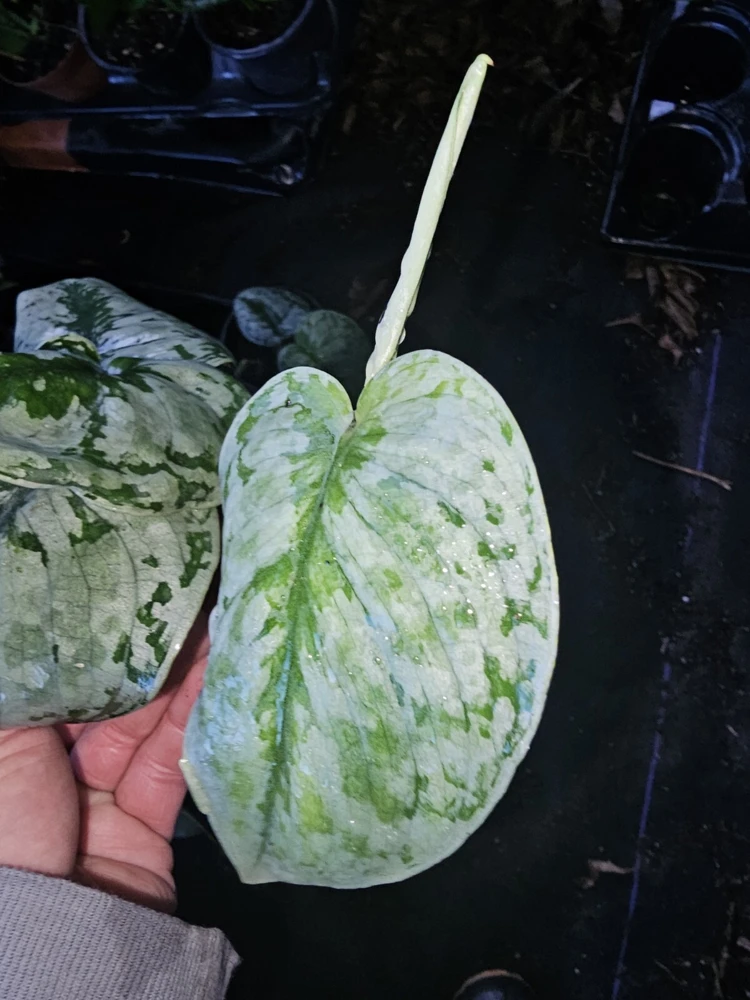 Scindapsus Pictus Exotica Live Plant - 4 inch Pot, Indoor/Outdoor - Image 2