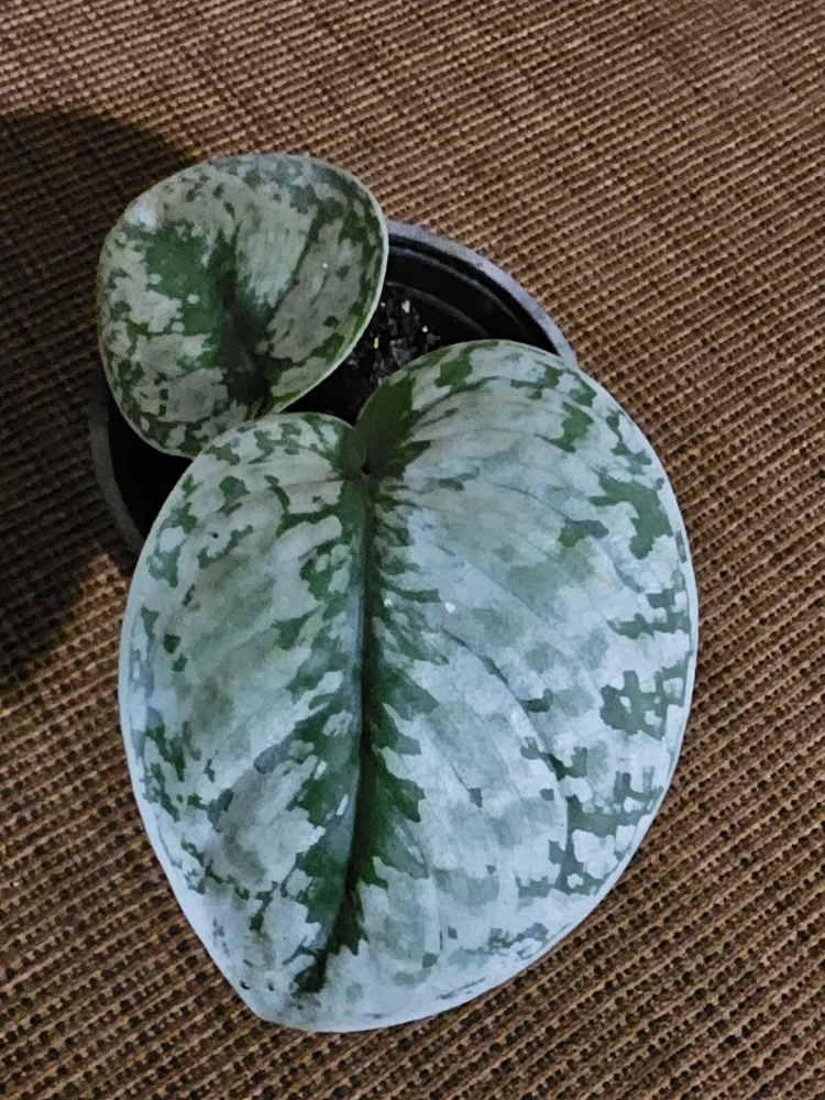 Scindapsus Pictus Exotica Live Plant - 4 inch Pot, Indoor/Outdoor - Image 3