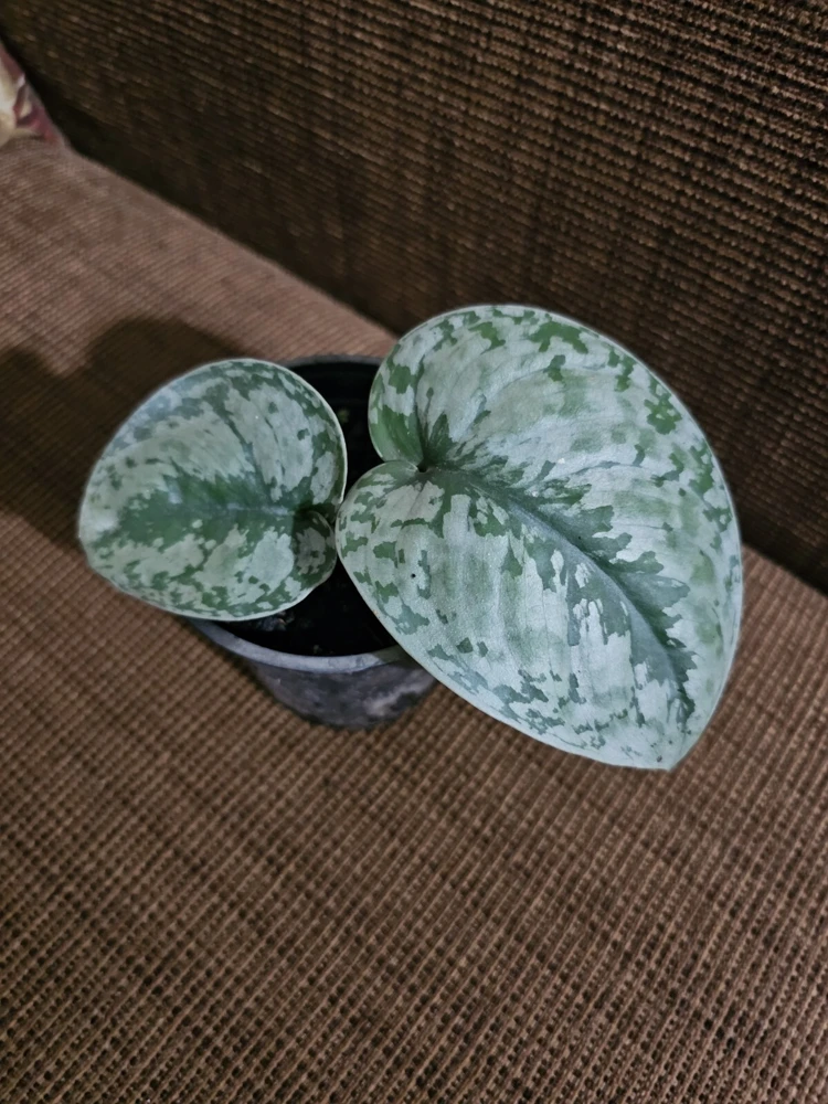 Scindapsus Pictus Exotica Live Plant - 4 inch Pot, Indoor/Outdoor - Image 4