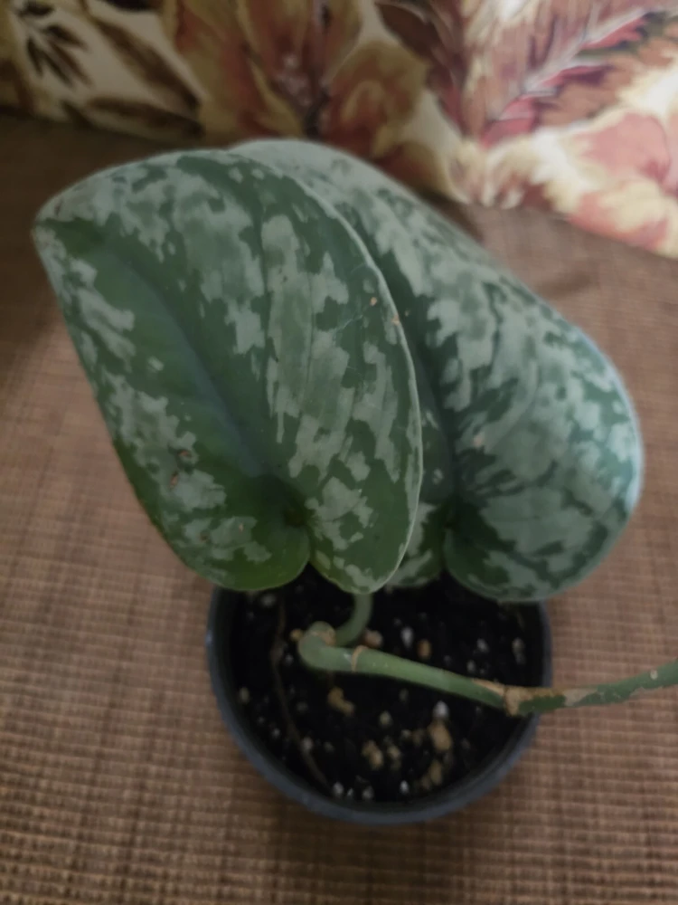 Scindapsus Pictus Exotica Live Plant - 4 inch Pot, Indoor/Outdoor - Image 5