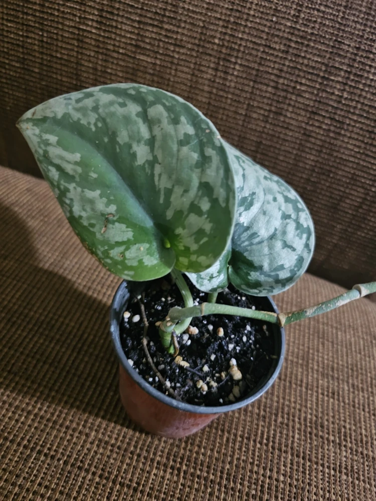 Scindapsus Pictus Exotica Live Plant - 4 inch Pot, Indoor/Outdoor - Image 6